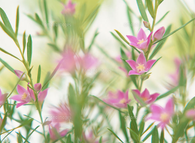 サザンクロス
(c)SHINICHI NAKAZATO/orion