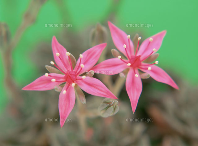 多肉植物の花(タキタスベルス)
(c)SHINICHI NAKAZATO/orion