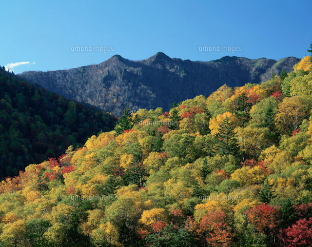 秋の三国峠の木立と山並み 上川町 北海道
(c)YOSHITSUGU NISHIGAKI/SEBUN PHOTO