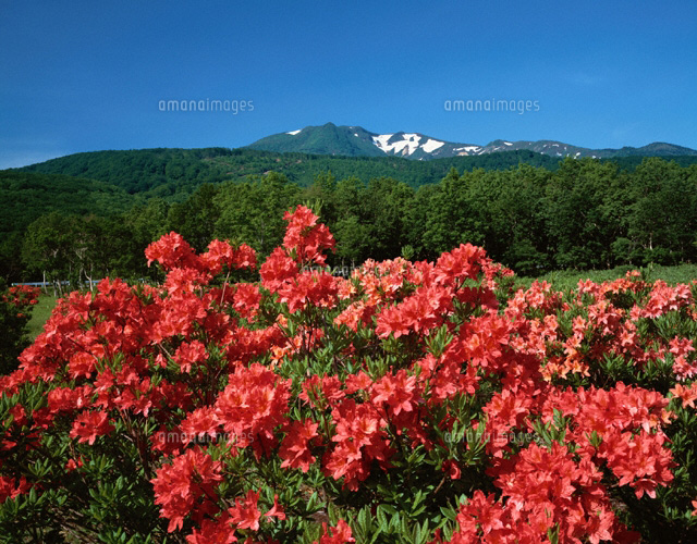 ツツジと八甲田山 青森県
(c)YOSHITSUGU NISHIGAKI/SEBUN PHOTO