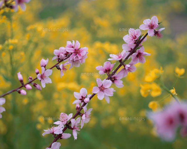 モモの花 山梨県
(c)YOSHITSUGU NISHIGAKI/SEBUN PHOTO