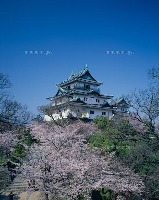 桜咲く和歌山城 和歌山市 和歌山県
(c)YOSHITSUGU NISHIGAKI/SEBUN PHOTO