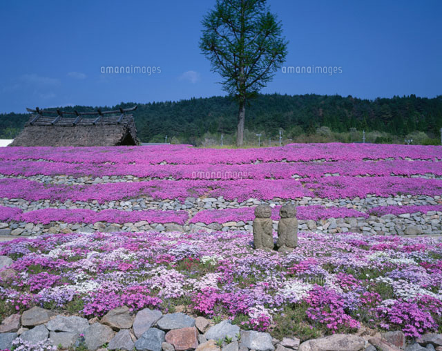 芝桜
(c)YOSHITSUGU NISHIGAKI/SEBUN PHOTO