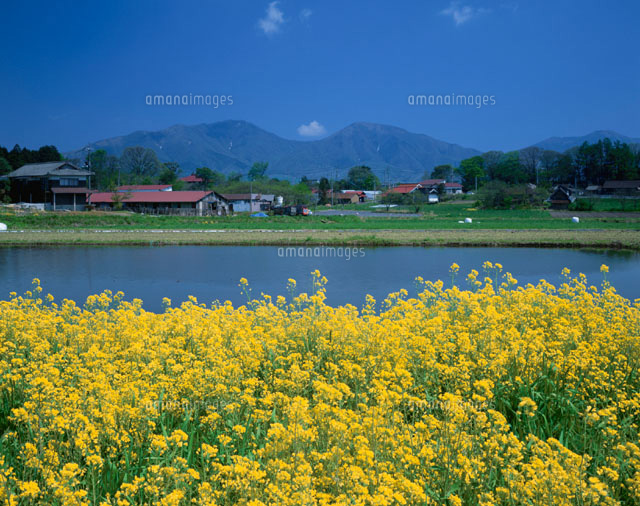 菜の花畑と蒜山 川上村 岡山県
(c)YOSHITSUGU NISHIGAKI/SEBUN PHOTO