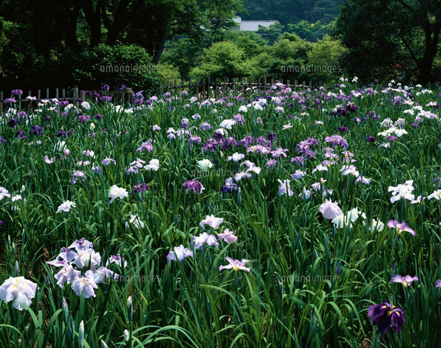 菖蒲
(c)YOSHITSUGU NISHIGAKI/SEBUN PHOTO