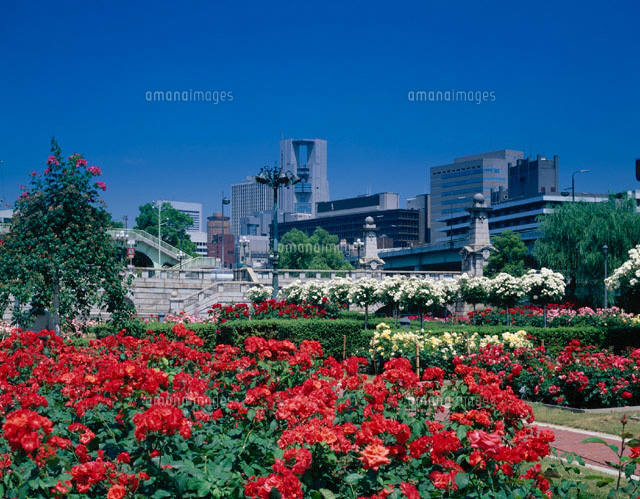 バラの咲く中之島公園 大阪府
(c)YOSHITSUGU NISHIGAKI/SEBUN PHOTO