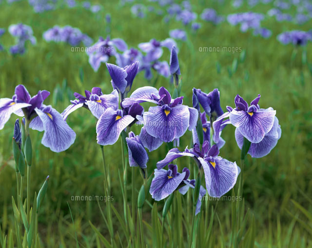 花菖蒲
(c)YOSHITSUGU NISHIGAKI/SEBUN PHOTO