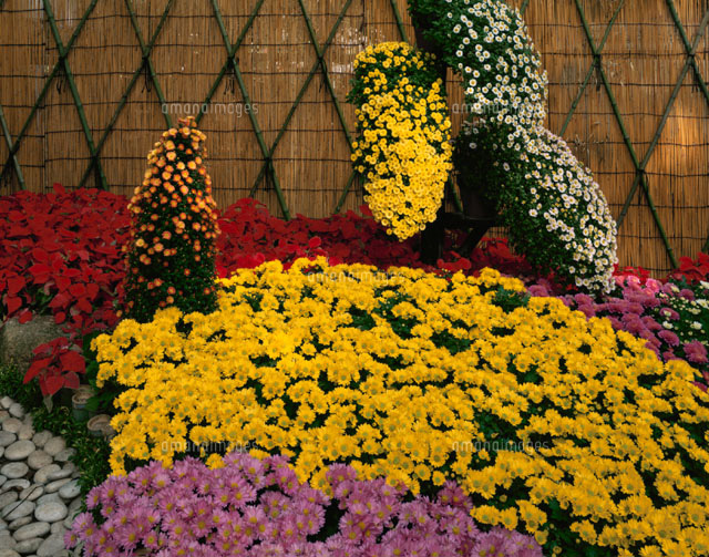 菊の花と靫公園 大阪府
(c)YOSHITSUGU NISHIGAKI/SEBUN PHOTO