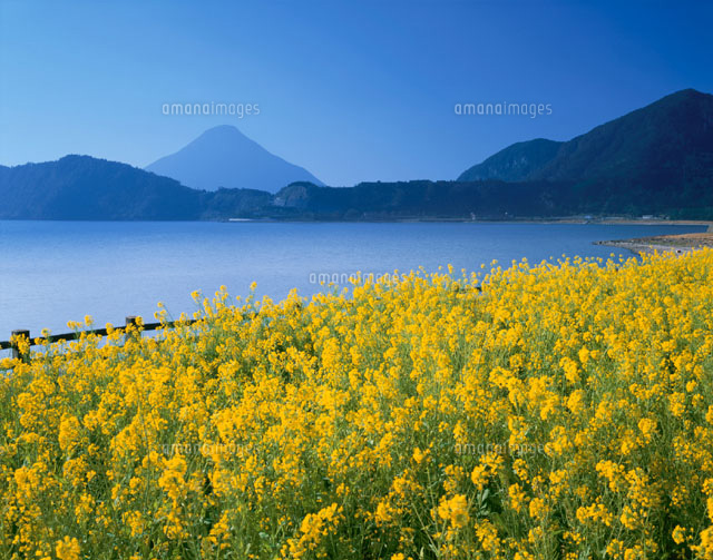 菜の花と池田湖と開門岳 指宿市 鹿児島県
(c)YOSHITSUGU NISHIGAKI/SEBUN PHOTO
