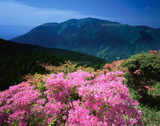 ツツジと金剛山 葛城高原
(c)YOSHITSUGU NISHIGAKI/SEBUN PHOTO