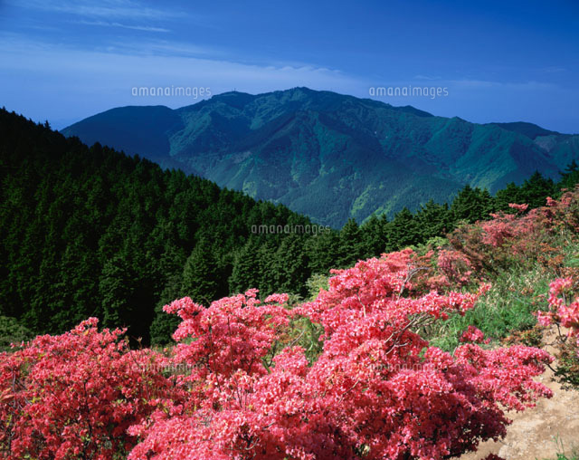 ツツジ咲く葛城高原より金剛山 大阪・奈良
(c)YOSHITSUGU NISHIGAKI/SEBUN PHOTO