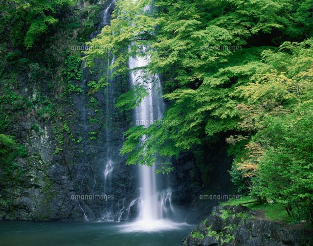 新緑の箕面の滝 箕面市 大阪
(c)YOSHITSUGU NISHIGAKI/SEBUN PHOTO
