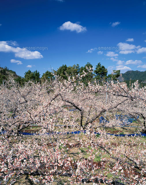 南部川梅林 和歌山県
(c)YOSHITSUGU NISHIGAKI/SEBUN PHOTO