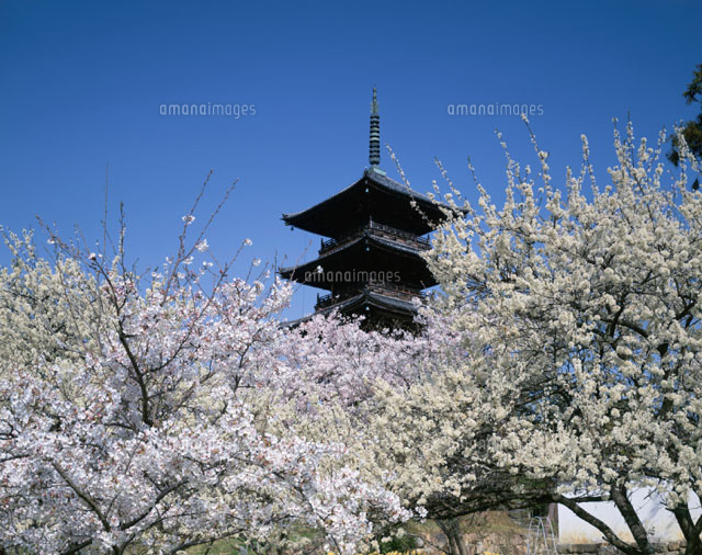 春の備中国分寺 総社市 岡山県
(c)YOSHITSUGU NISHIGAKI/SEBUN PHOTO