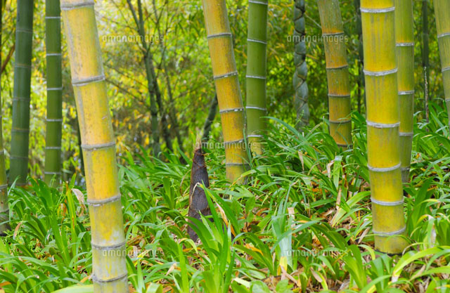 竹林(キンケイモウソウチク)
(c)YOSHITSUGU NISHIGAKI/SEBUN PHOTO