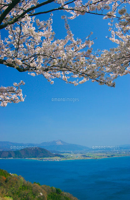 琵琶湖畔に咲く桜と伊吹山 高月町 滋賀県
(c)YOSHITSUGU NISHIGAKI/SEBUN PHOTO