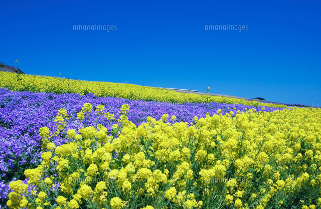 黄色と紫の花畑 東浦町 兵庫県
(c)YOSHITSUGU NISHIGAKI/SEBUN PHOTO