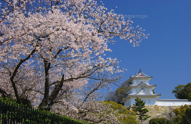 明石城と桜の木 明石市 兵庫県
(c)YOSHITSUGU NISHIGAKI/SEBUN PHOTO