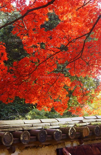 紅葉した樹木と塀 姫路市 兵庫県
(c)YOSHITSUGU NISHIGAKI/SEBUN PHOTO