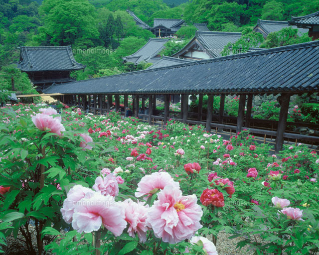 花の咲く長谷寺 桜井市 奈良県
(c)YOSHITSUGU NISHIGAKI/SEBUN PHOTO