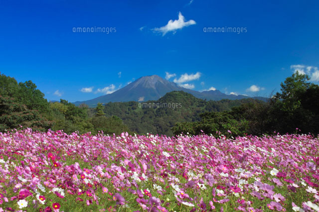 花畑と大山 会見町 鳥取県
(c)YOSHITSUGU NISHIGAKI/SEBUN PHOTO