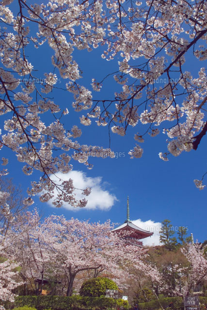 桜の木と清水寺の三重塔 京都府
(c)YOSHITSUGU NISHIGAKI/SEBUN PHOTO