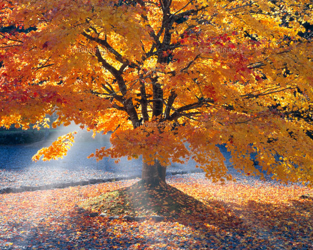紅葉 福井市 福井県
(c)YOSHITSUGU NISHIGAKI/SEBUN PHOTO