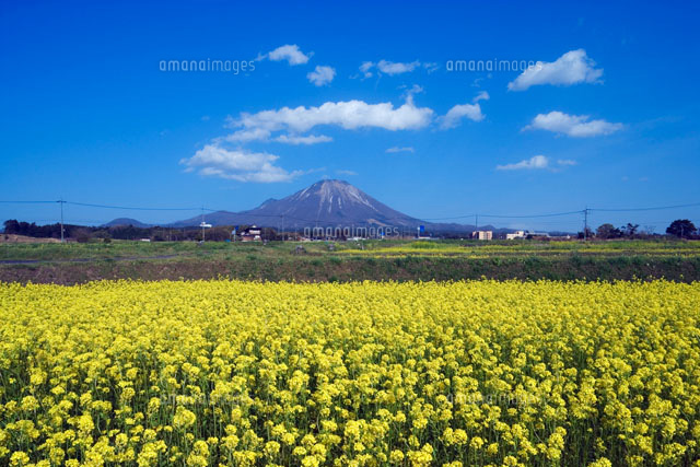 菜の花と大山 鳥取県
(c)YOSHITSUGU NISHIGAKI/SEBUN PHOTO