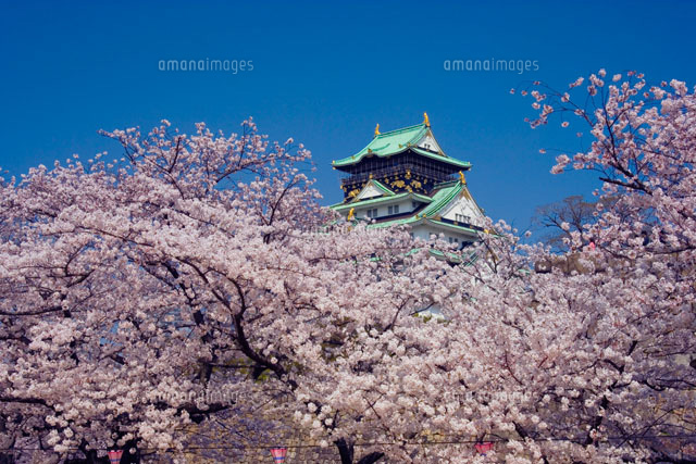 桜と大阪城 大阪府
(c)YOSHITSUGU NISHIGAKI/SEBUN PHOTO