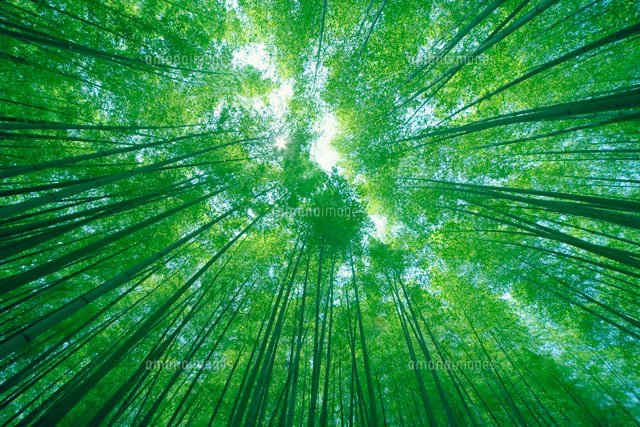 竹林
(c)YOSHITSUGU NISHIGAKI/SEBUN PHOTO