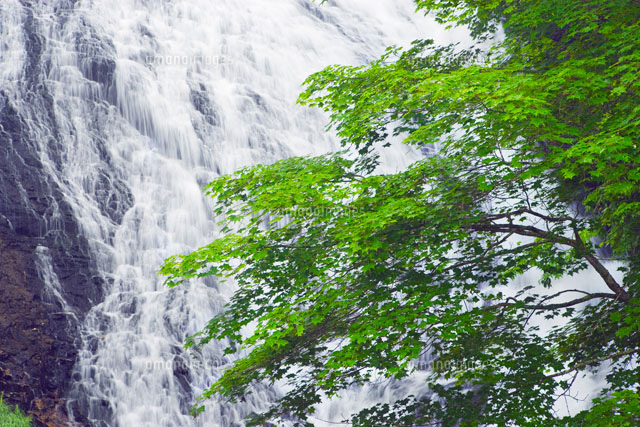 湯滝
(c)YOSHITSUGU NISHIGAKI/SEBUN PHOTO