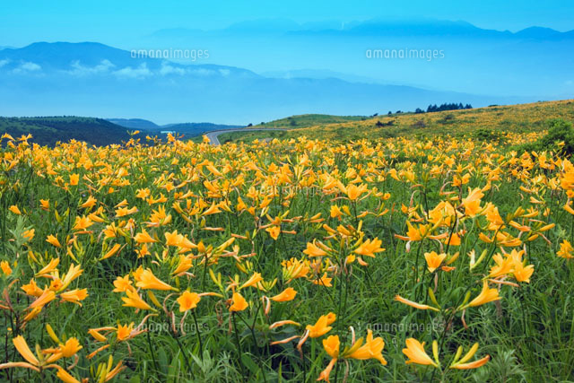 花咲く霧ヶ峰 長野県
(c)YOSHITSUGU NISHIGAKI/SEBUN PHOTO