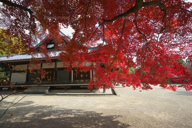 境内の紅葉
(c)YOSHITSUGU NISHIGAKI/SEBUN PHOTO