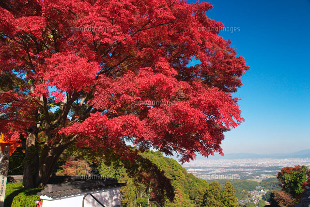 紅葉と京都の展望
(c)YOSHITSUGU NISHIGAKI/SEBUN PHOTO