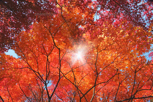 紅葉に差し込む光
(c)YOSHITSUGU NISHIGAKI/SEBUN PHOTO