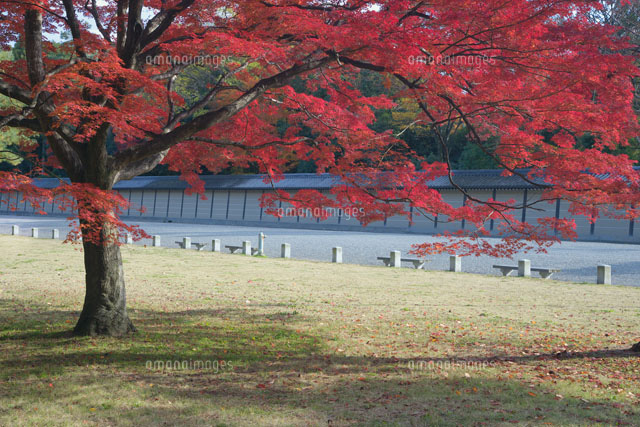 庭園の紅葉
(c)YOSHITSUGU NISHIGAKI/SEBUN PHOTO