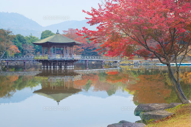 秋の奈良公園
(c)YOSHITSUGU NISHIGAKI/SEBUN PHOTO