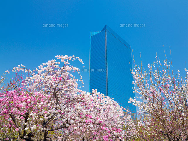 桃の花とビジネスパーク
(c)YOSHITSUGU NISHIGAKI/SEBUN PHOTO