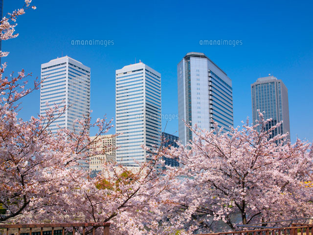 桜とビジネスパーク
(c)YOSHITSUGU NISHIGAKI/SEBUN PHOTO