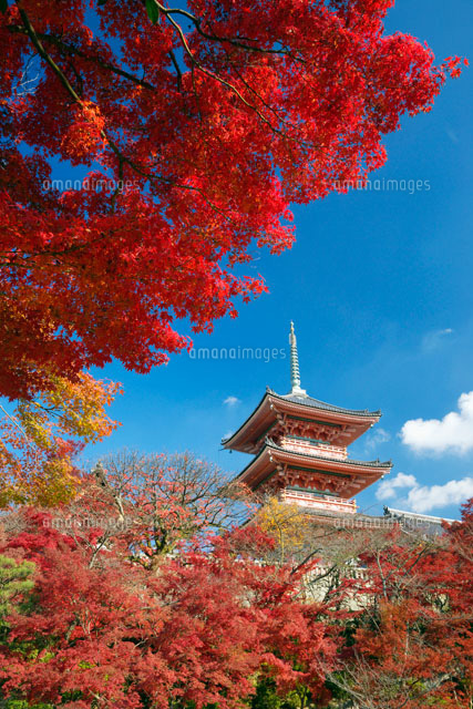 秋の清水寺
(c)YOSHITSUGU NISHIGAKI/SEBUN PHOTO