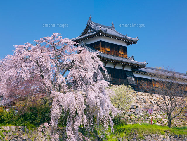桜咲く郡山城跡
(c)YOSHITSUGU NISHIGAKI/SEBUN PHOTO