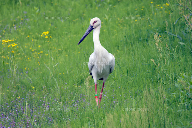 コウノトリ
(c)YOSHITSUGU NISHIGAKI/SEBUN PHOTO