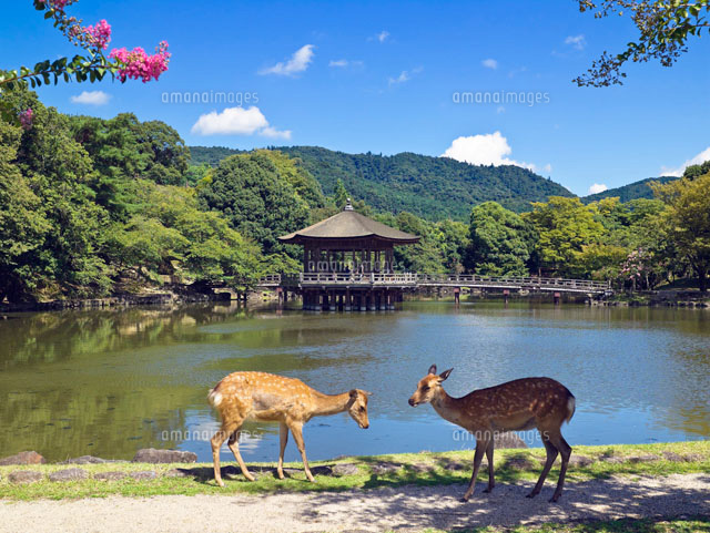 鷺池と浮見堂と鹿
(c)YOSHITSUGU NISHIGAKI/SEBUN PHOTO