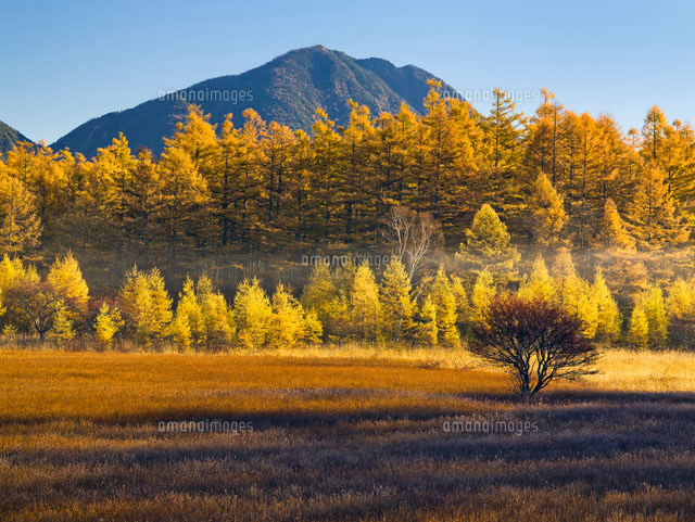 朝の小田代原と紅葉
(c)YOSHITSUGU NISHIGAKI/SEBUN PHOTO
