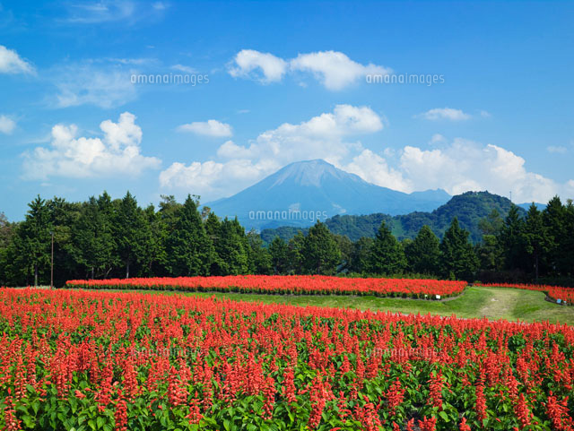 サルビア咲くとっとり花回廊と大山
(c)YOSHITSUGU NISHIGAKI/SEBUN PHOTO