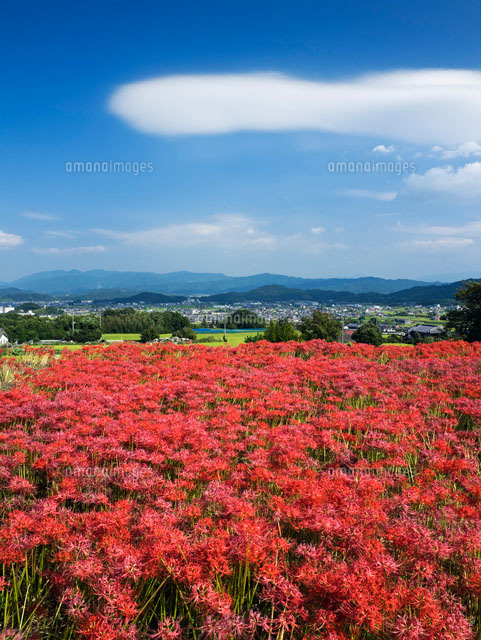 彼岸花咲く葛城古道
(c)YOSHITSUGU NISHIGAKI/SEBUN PHOTO