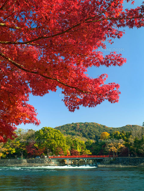 紅葉と観流橋と宇治川
(c)YOSHITSUGU NISHIGAKI/SEBUN PHOTO