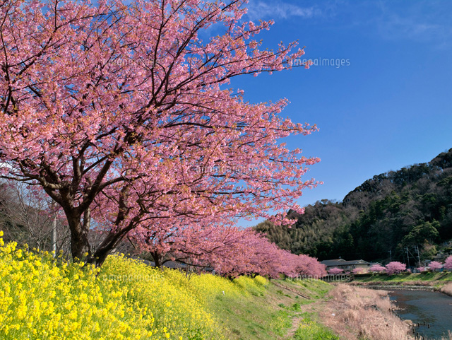 みなみの桜
(c)YOSHITSUGU NISHIGAKI/SEBUN PHOTO
