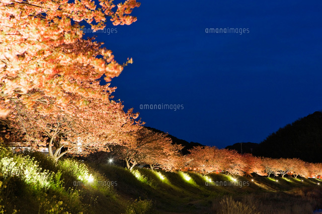 みなみの桜夜景
(c)YOSHITSUGU NISHIGAKI/SEBUN PHOTO