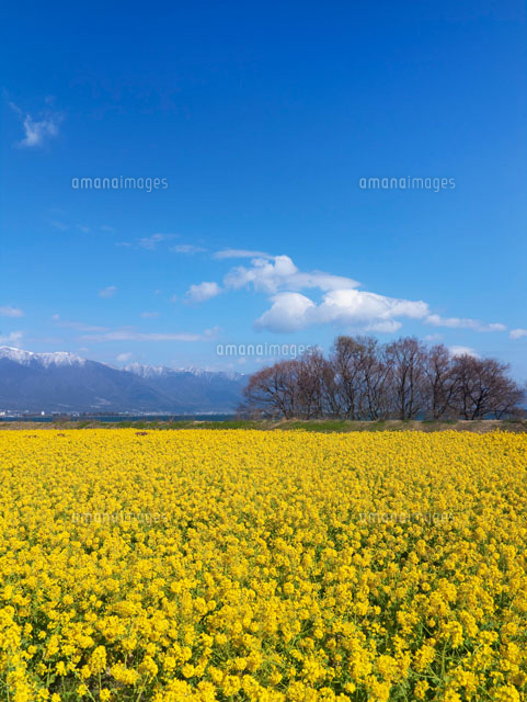 菜の花畑と比良山
(c)YOSHITSUGU NISHIGAKI/SEBUN PHOTO